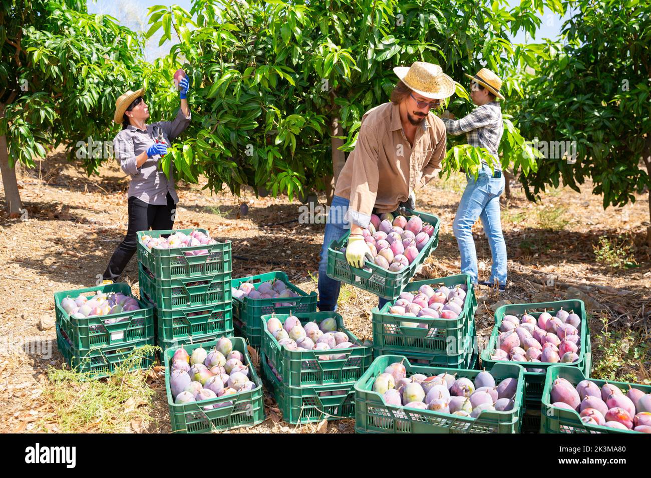 Arbeiter, der Mango-Kisten auf dem Ackerfeld lagert Stockfoto