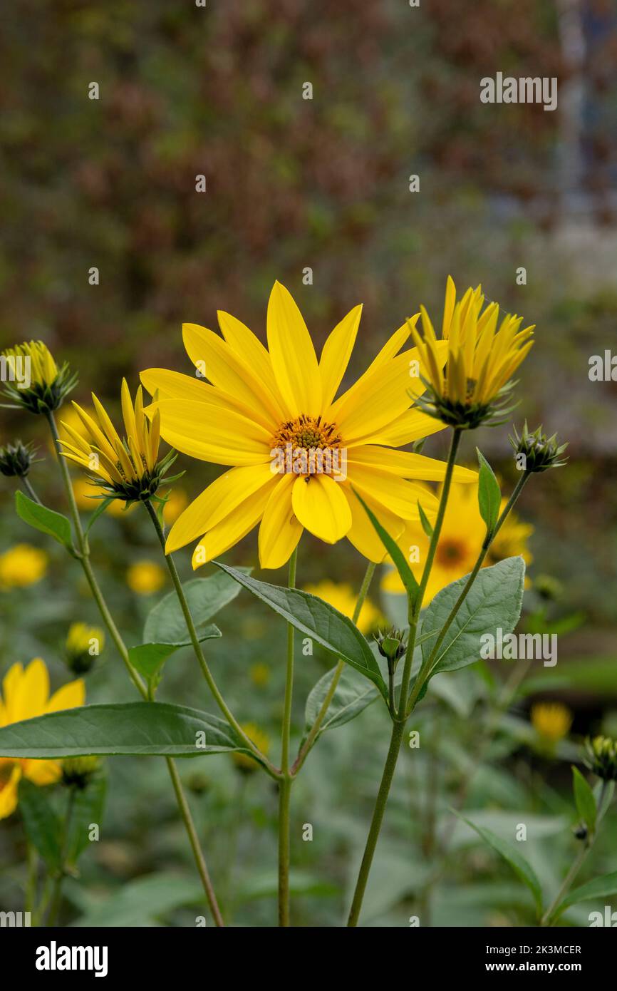 Gelbe Blüten der Jerusalemer Artischocke (Helianthus tuberosus). Blühende Sonnenwurzel, Sonnenblume, Wildblumenblume, Topinambur oder Erdapfel. Stockfoto