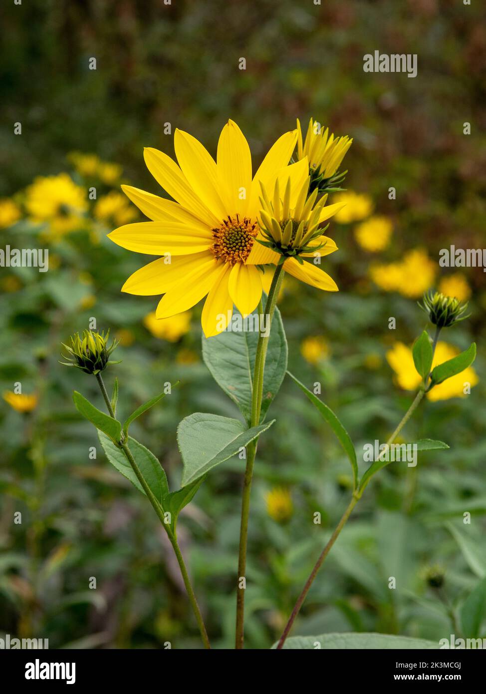 Gelbe Blüten der Jerusalemer Artischocke (Helianthus tuberosus). Blühende Sonnenwurzel, Sonnenblume, Wildblumenblume, Topinambur oder Erdapfel. Stockfoto