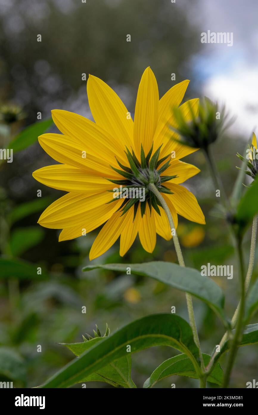 Gelbe Blüten der Jerusalemer Artischocke (Helianthus tuberosus). Blühende Sonnenwurzel, Sonnenblume, Wildblumenblume, Topinambur oder Erdapfel. Stockfoto