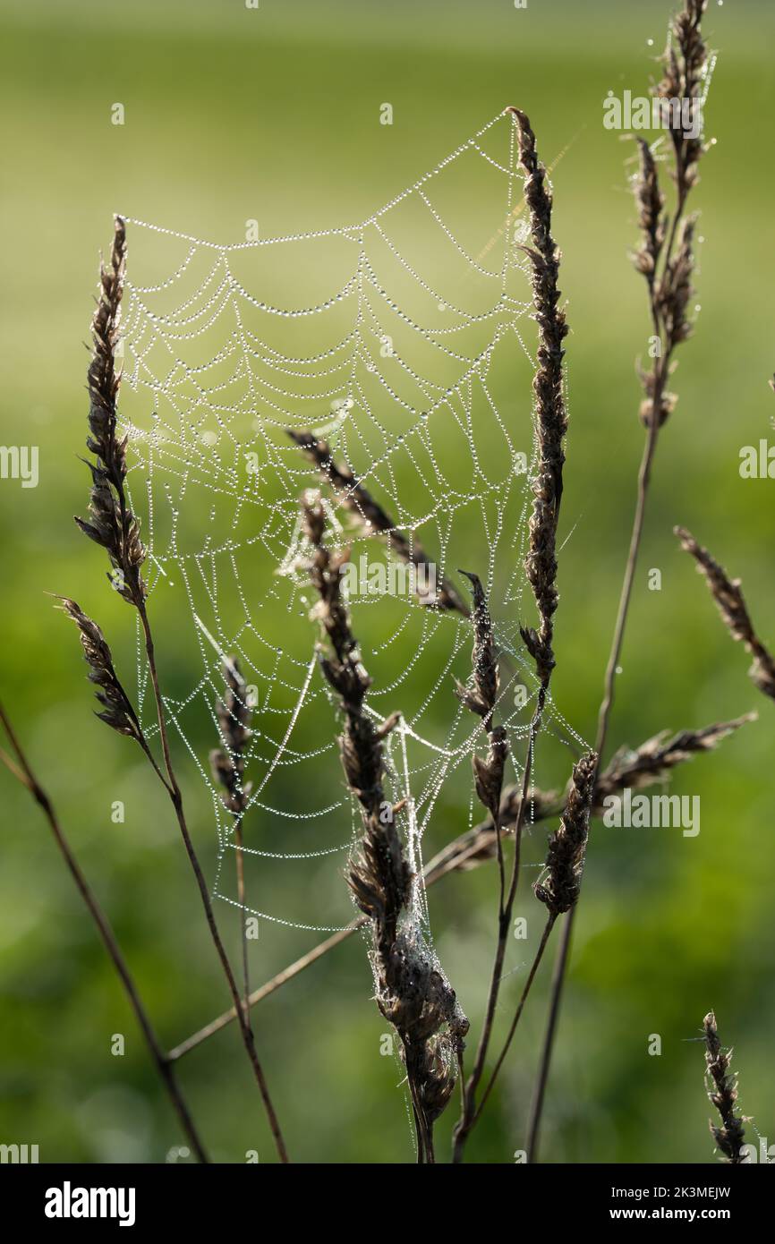 Nahaufnahme eines Spinnennetzes, das zwischen Gräsern befestigt ist. Tau-Tropfen sitzen auf dem Netz. Der Hintergrund ist grün. Das Licht leuchtet von hinten. Stockfoto