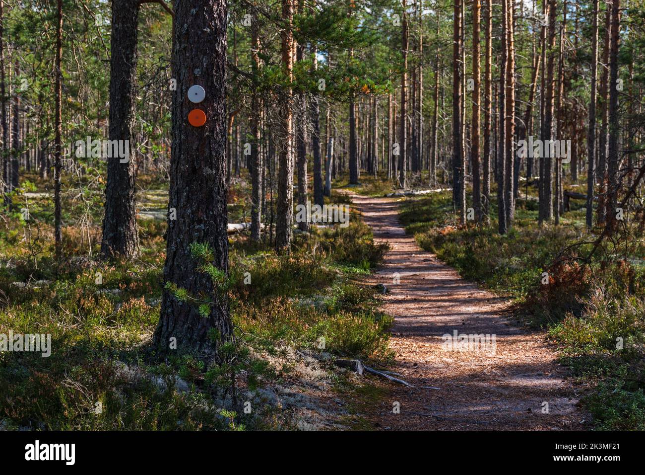 Runde weiße und rote Holzpfadmarkierungen auf einer Kiefer neben einem Waldweg Wanderweg im Lauhanvuori Nationalpark, Isojoki, Finnland Stockfoto