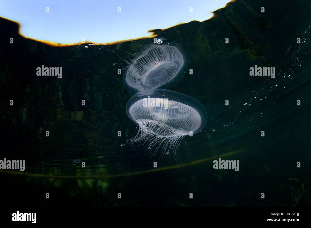 Blaue Quallen an der schottischen Küste. Marmelade an der schottischen Küste. Natur in Europa. Meereslebewesen in der Ostsee. Stockfoto