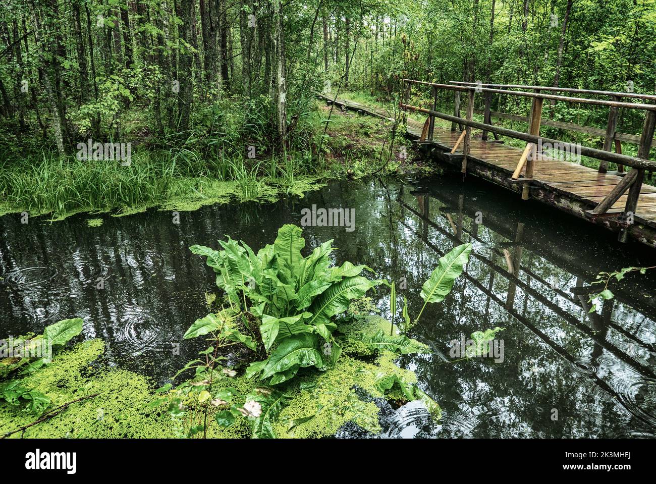 Sumpf im Wald Stockfoto