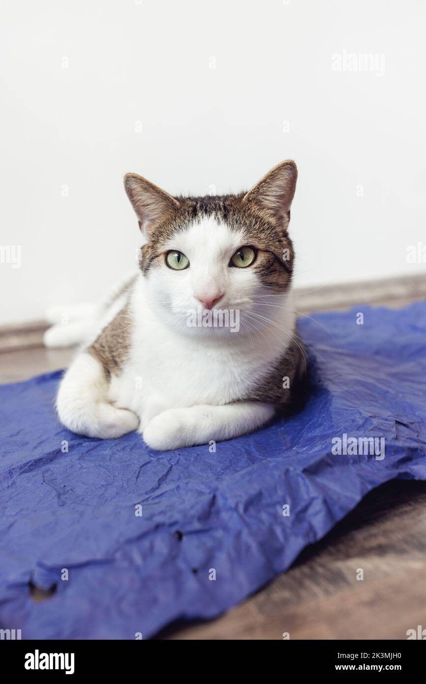 Inhalt inländische zweifarbige Tabby und weiße Katze, die auf blauem Bastelpackpapier mit Pfoten liegt. Katzen lieben das Papierkonzept. Nahaufnahme, Kopierbereich Stockfoto