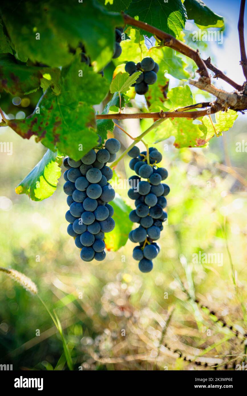 Rote Trauben cabernet-sauger in Weingut Farm bereit zur Ernte Stockfoto