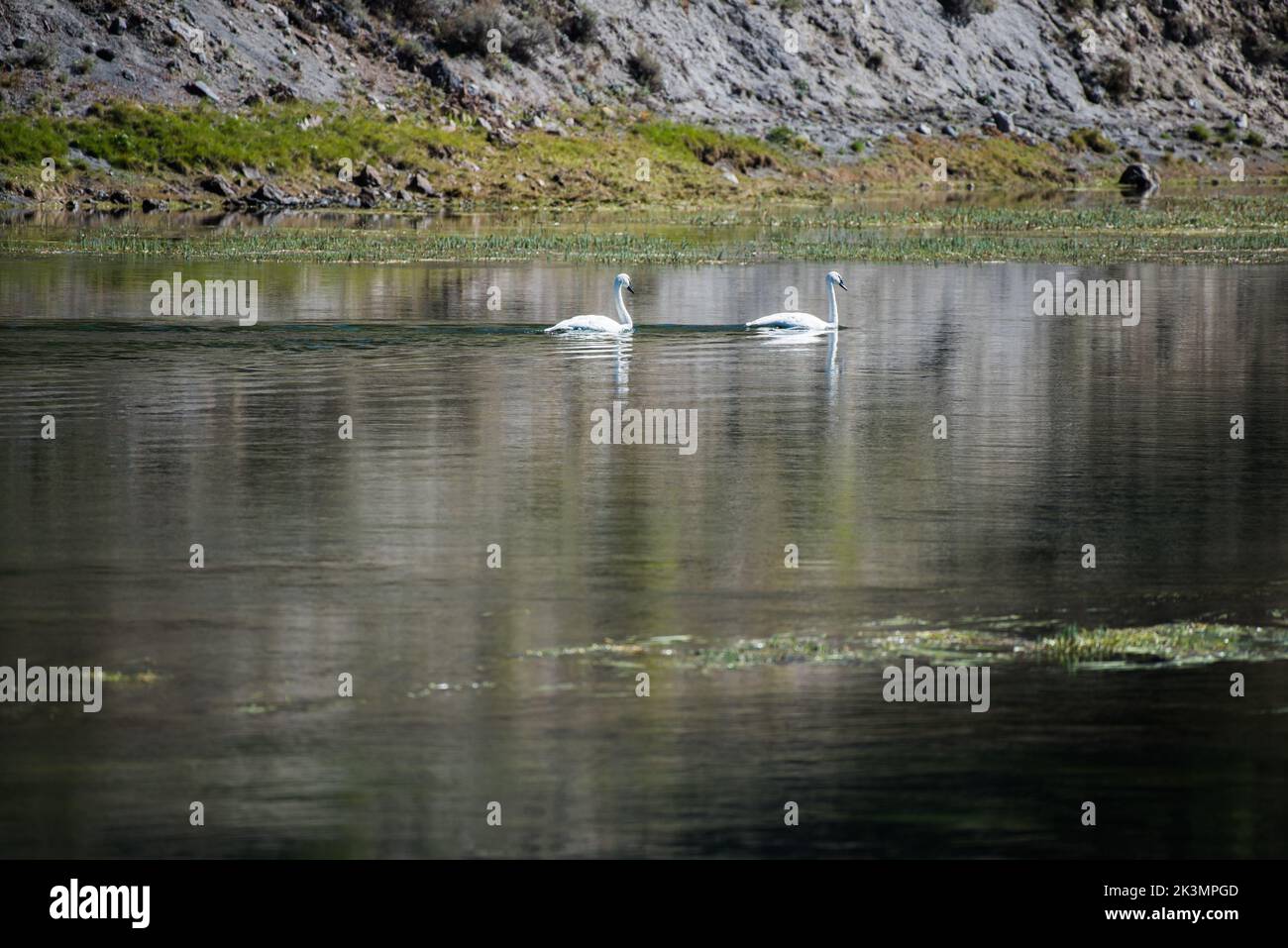 Zwei Schwäne gleiten anmutig den Yellowstone River hinunter im Yellowstone National Park. Der Park ist eines der besten Gebiete in den USA, um Wildtiere zu beobachten. Stockfoto