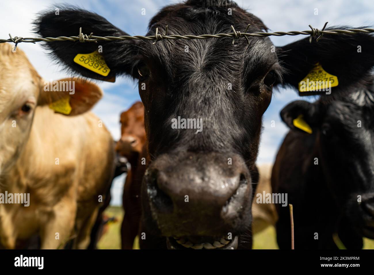 Schwarzer junger Bulle kommt neugierig näher und schaut in die Kamera, niedliches Kuhgesicht in Nahaufnahme. Im Sommer weiden Tiere auf dem Feld. Stockfoto