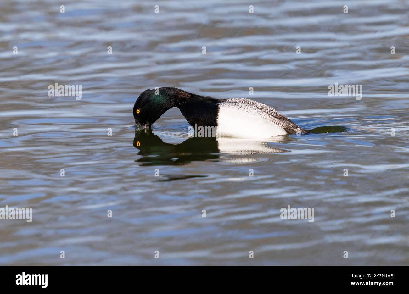 Ein kleiner Scaup drake in einem See. Nahaufnahme. Stockfoto