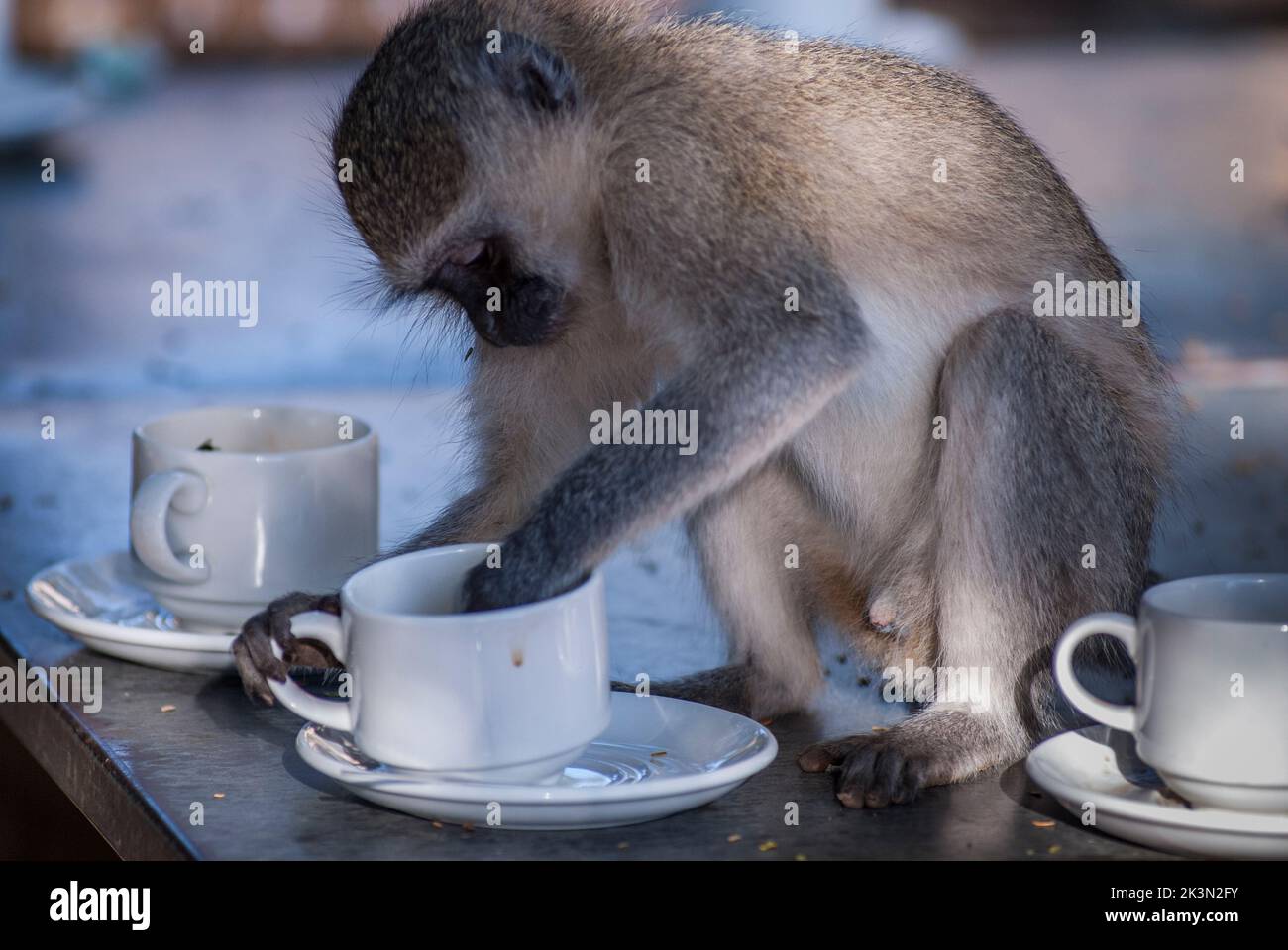 Chiorocebus pygerythrus.sitzend auf dem Kafr-Tisch Stockfoto