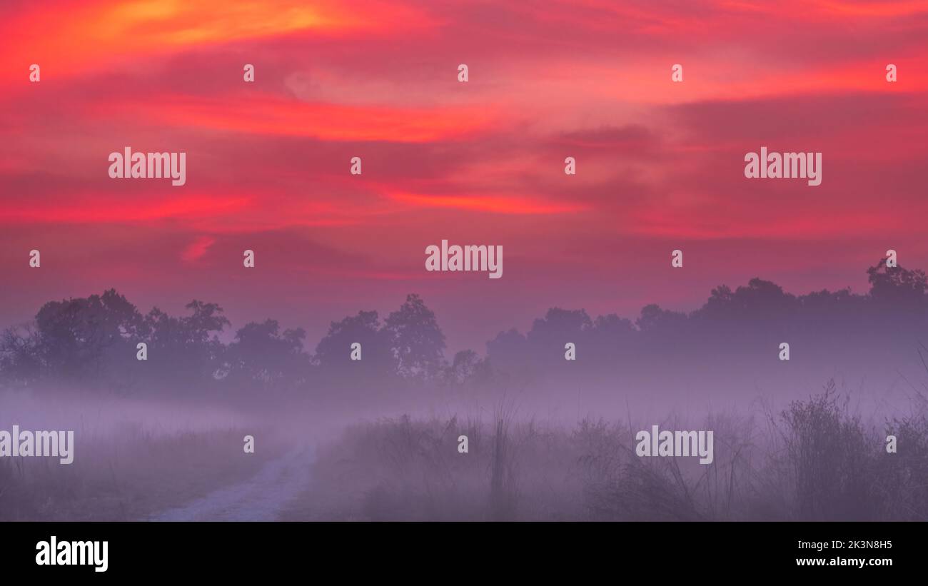 Eine neblige Morgendämmerung im Jim Corbett National Park Grasland mit brillanten bunten Himmel vor Sonnenaufgang Stockfoto