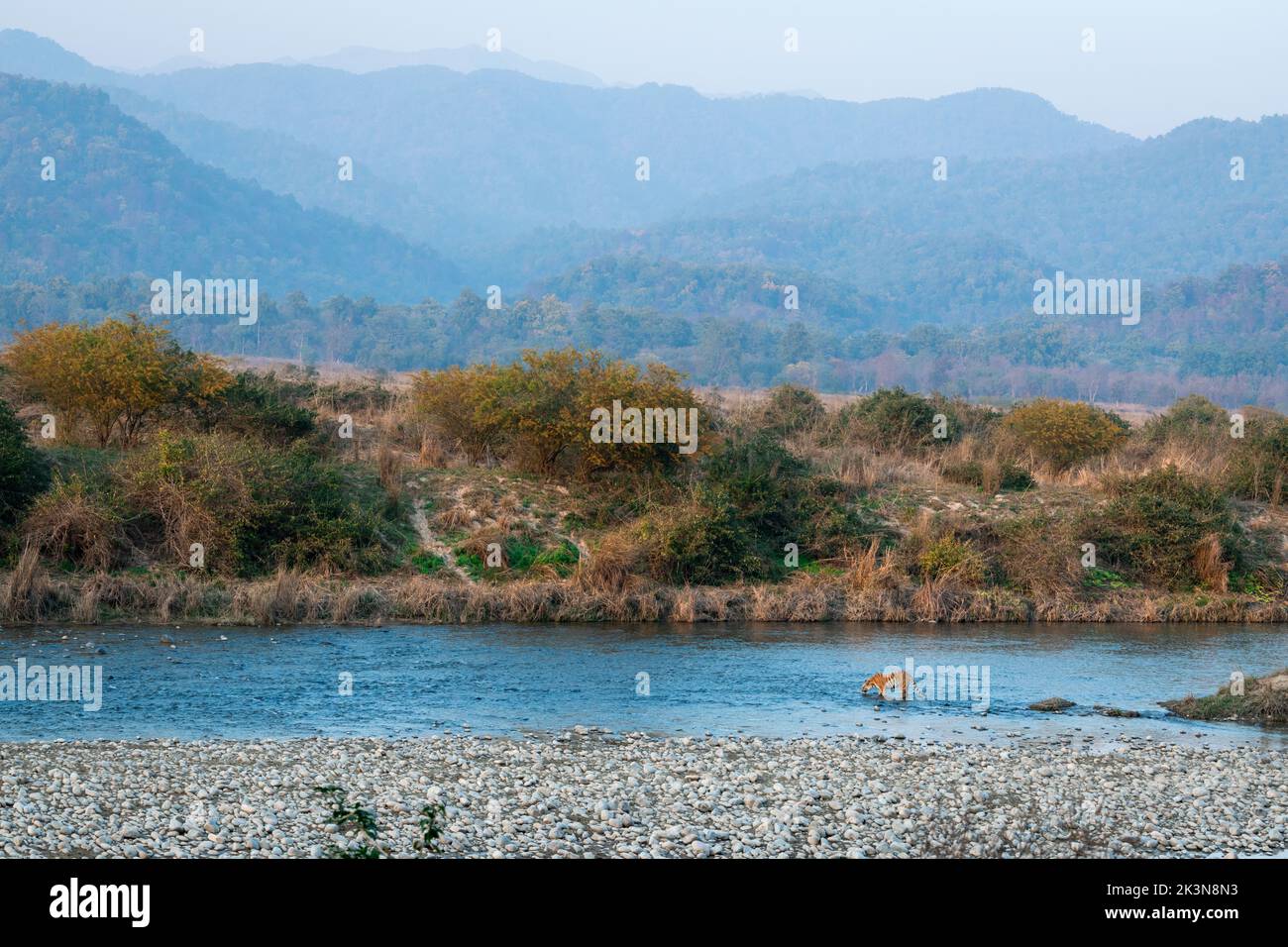 Eine Tigerin trinkt Wasser in Ramganga, Habitatbild Stockfoto