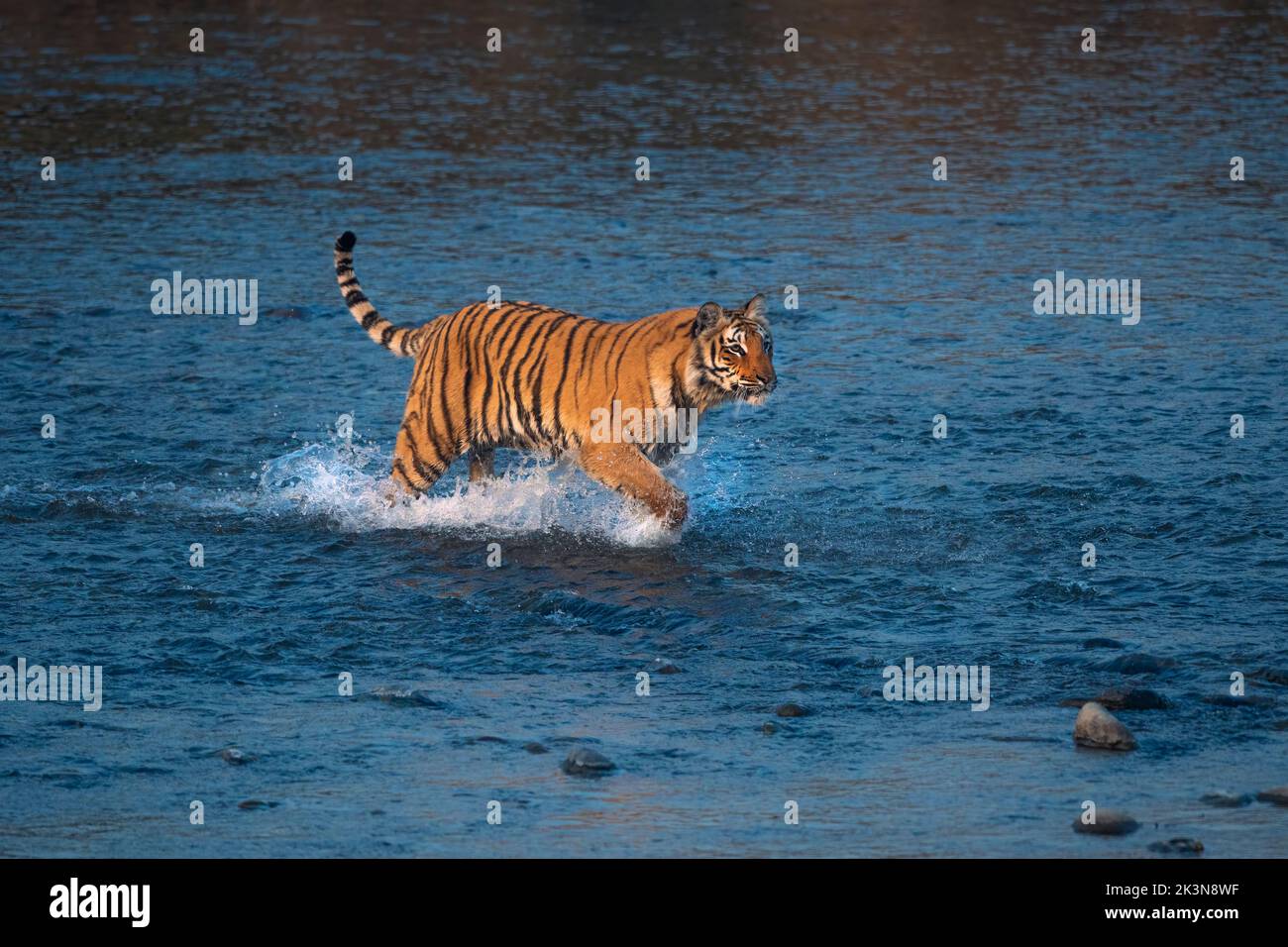 Tigerin, die an einem Winterabend durch den Ramganga-Fluss auf der Jagd nach Beute läuft Stockfoto