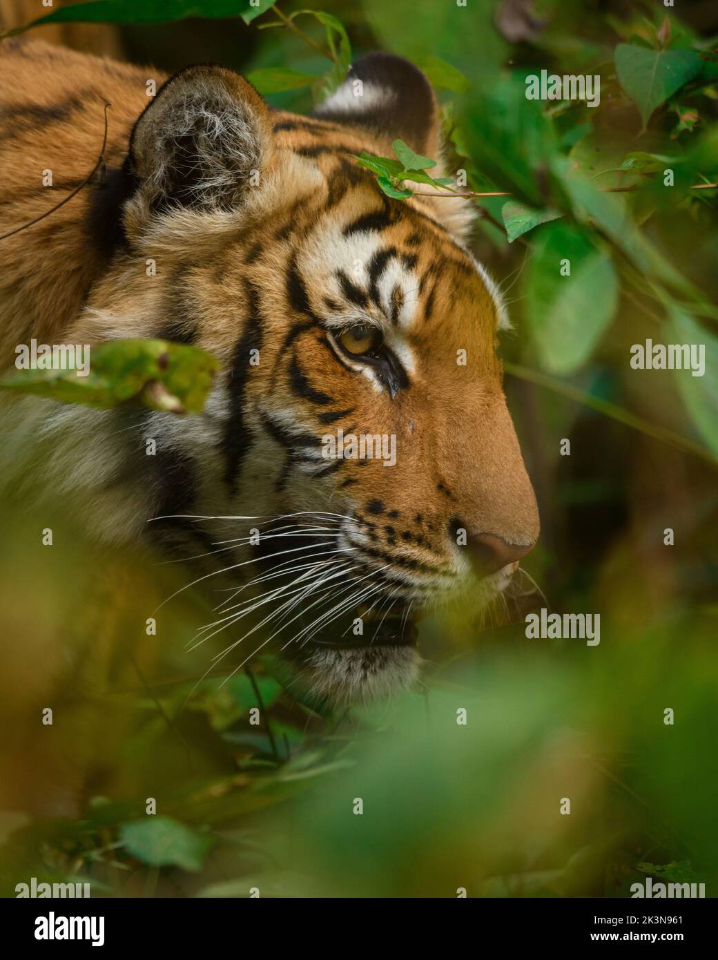 Nahaufnahme einer Tigerin, die im Hinterhalt im Jim Corbett National Park, Uttarakhand, Indien, wartet Stockfoto