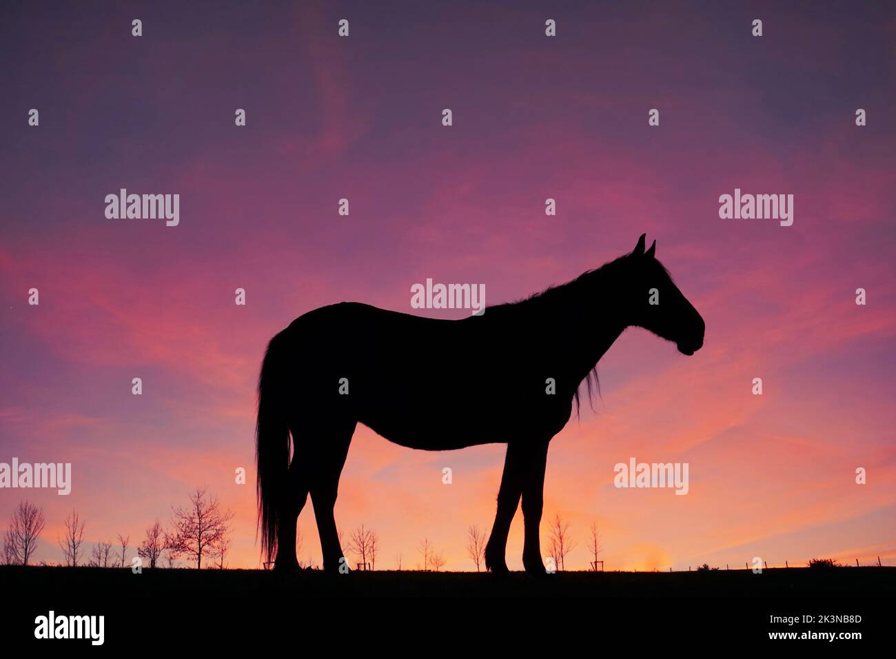 Pferd Silhouette in der Landschaft und Sonnenuntergang Hintergrund Stockfoto