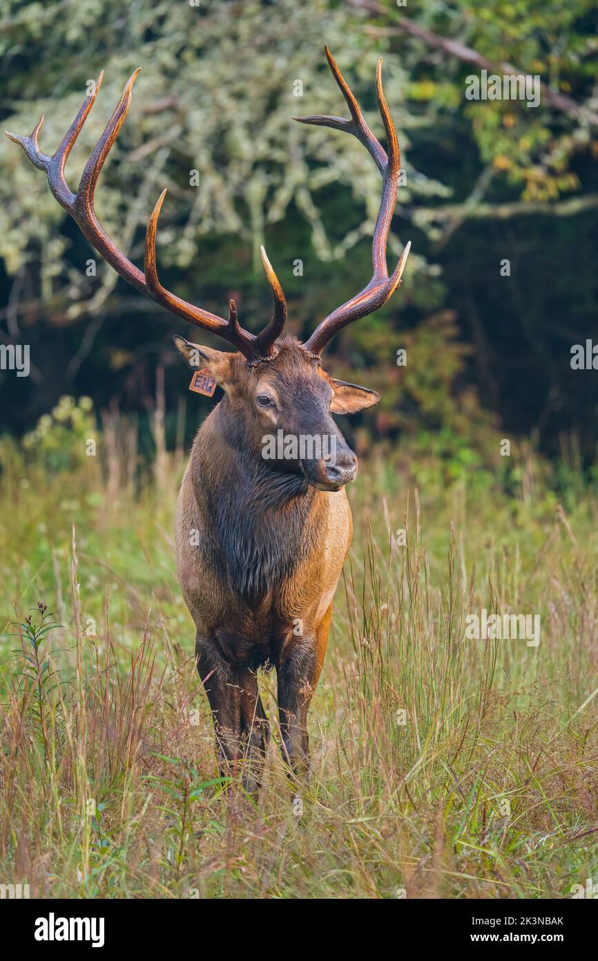 Ein Rocky Mountain Elk Bull Stockfoto
