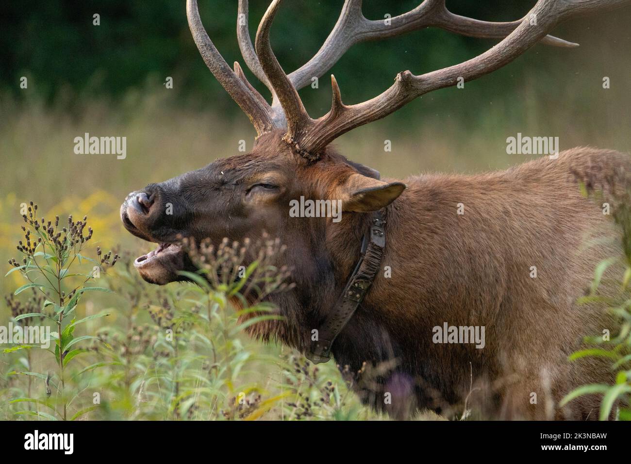 Ein Bullenelch bullt zwischen den Blumen Stockfoto