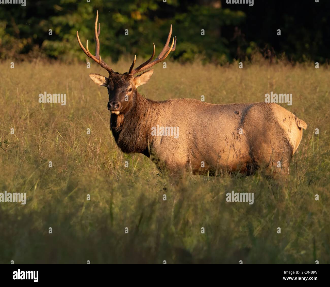 Ein junger Rocky Mountain Elch Stockfoto