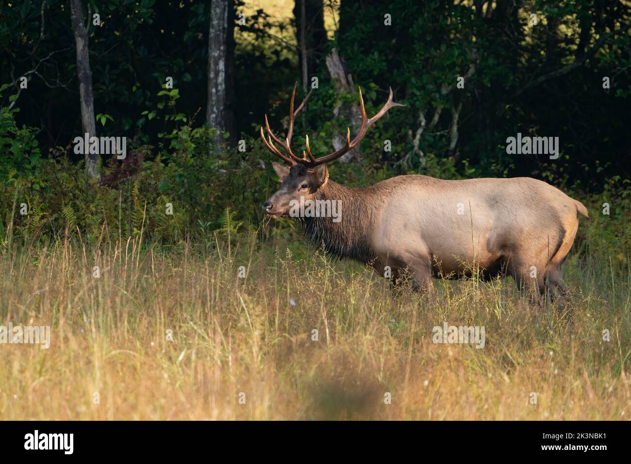 Ein junger Rocky Mountain Elch Stockfoto