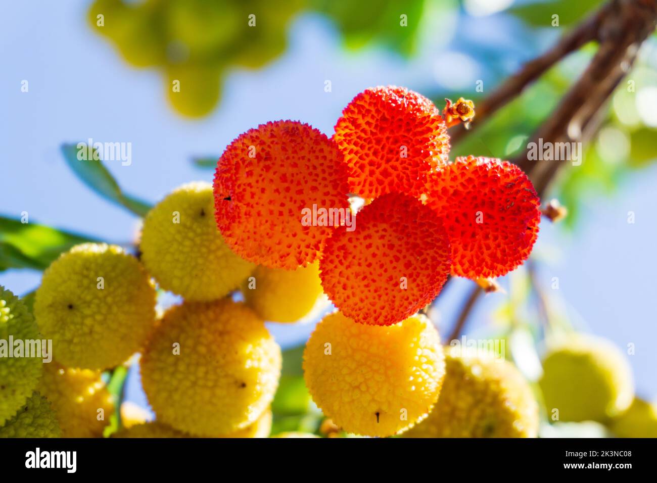 Gelbe dornige Arbutusfrüchte reifen auf einem Zweig in einem Obstgarten Stockfoto