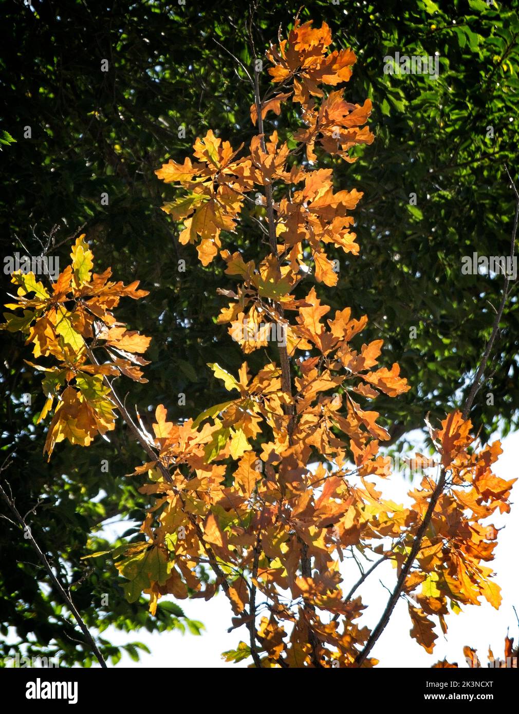 Herbstblätter aus weißer Eiche Bowmont Park Calgary Alberta Stockfoto