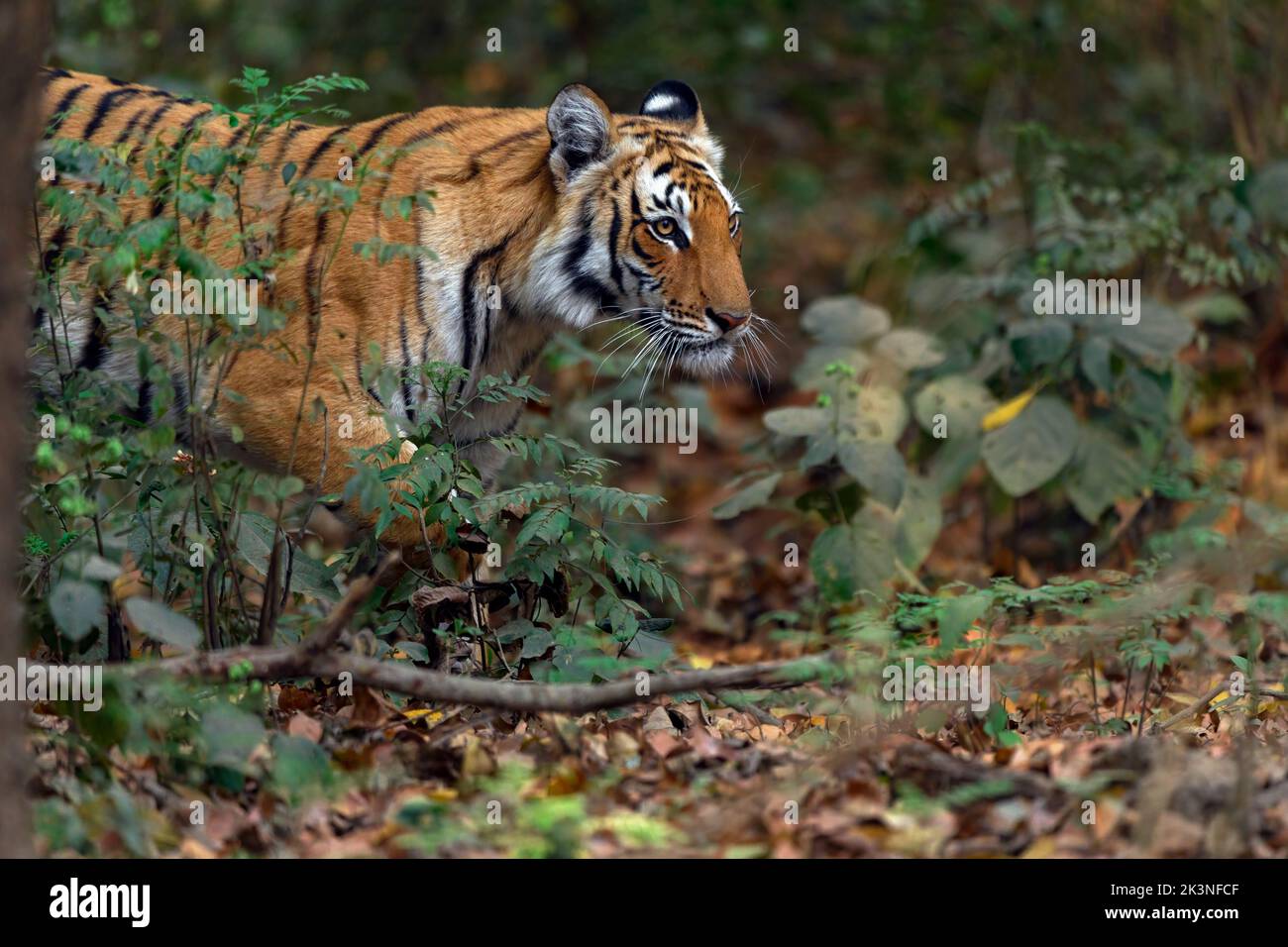 Eine minderjährige Tigerin verfolgt Hirsche in einem dichten bewaldeten Lebensraum im Jim Corbett National Park Stockfoto