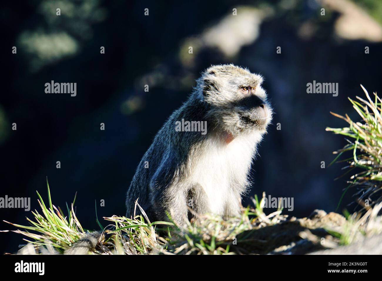 Ein männlicher Makak sieht einsam aus und beobachtet Besucher im Affenwald Ubud Bali Stockfoto