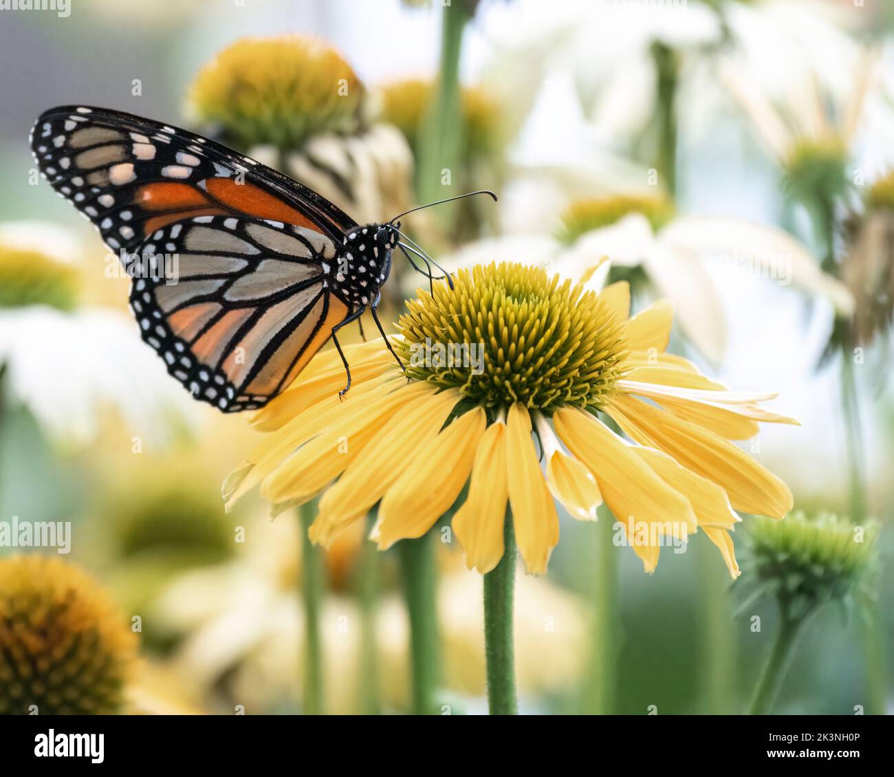 Monarch Schmetterling Nahaufnahme auf gelben Blume in hellen Garten mit weißen und grünen verschwommenen Blumen im Hintergrund thront Stockfoto