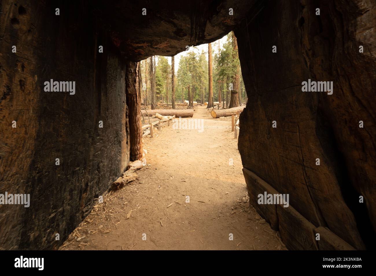 Tunnelschnitt aus dem Sequoia Tree Trunk im Yosemite National Park Stockfoto