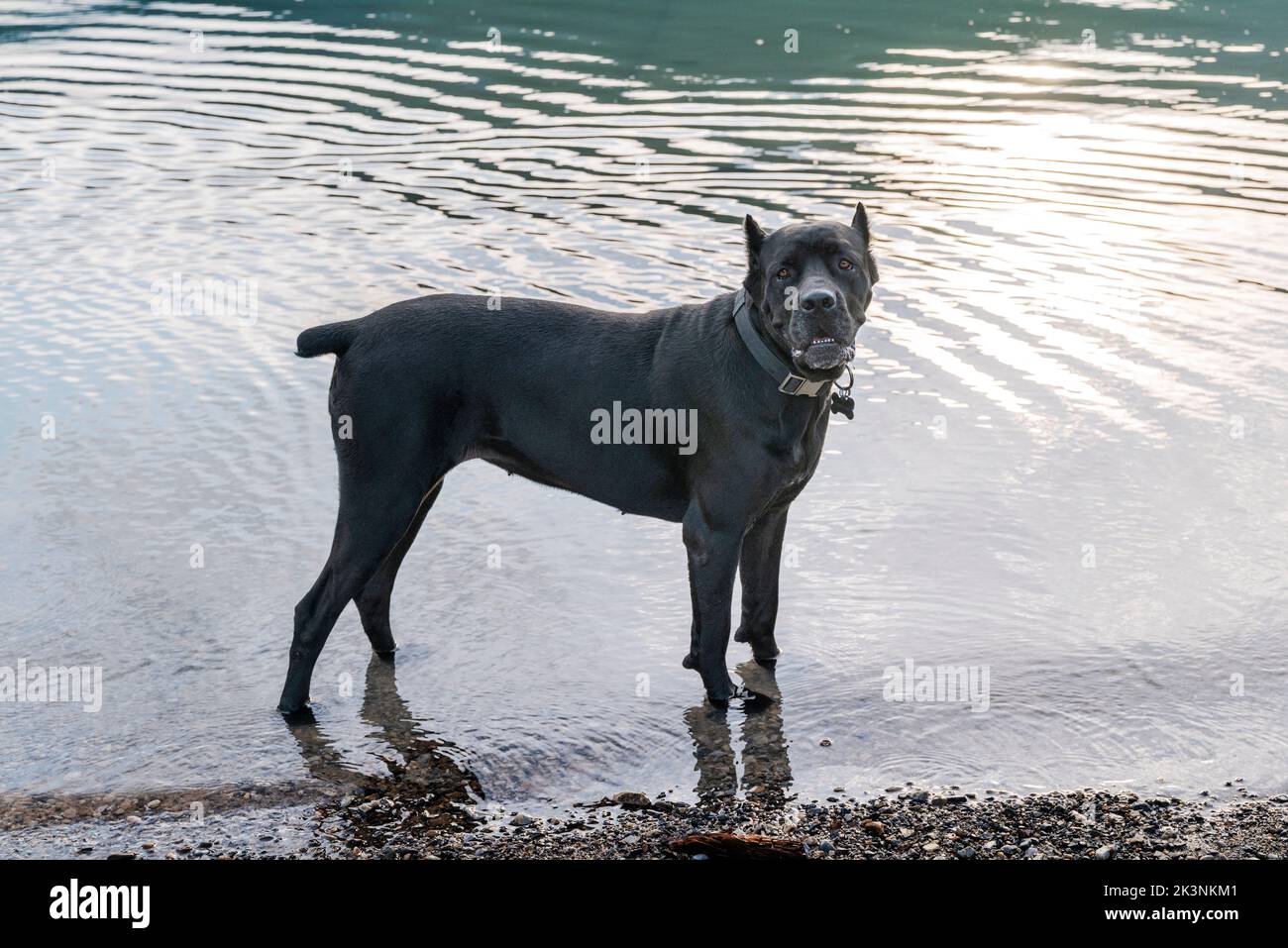 Großer Hund in Muncho Lake; entlang des Alaska Highway; British Columbia; Kanada Stockfoto