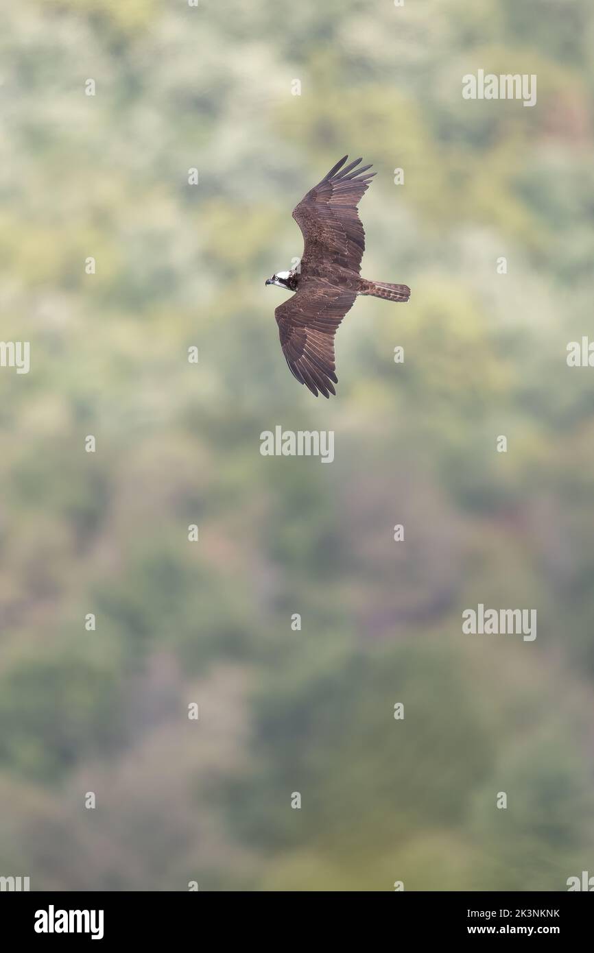 Hawk Mountain Zufluchtsort Greifvögel und Raubvögel Stockfoto