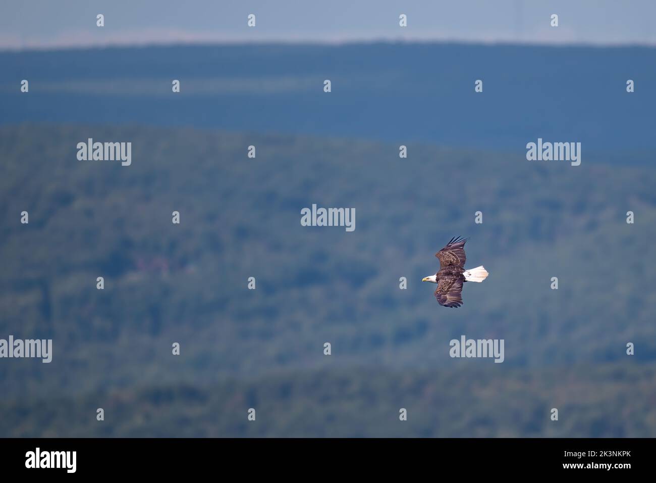 Hawk Mountain Zufluchtsort Greifvögel und Raubvögel Stockfoto