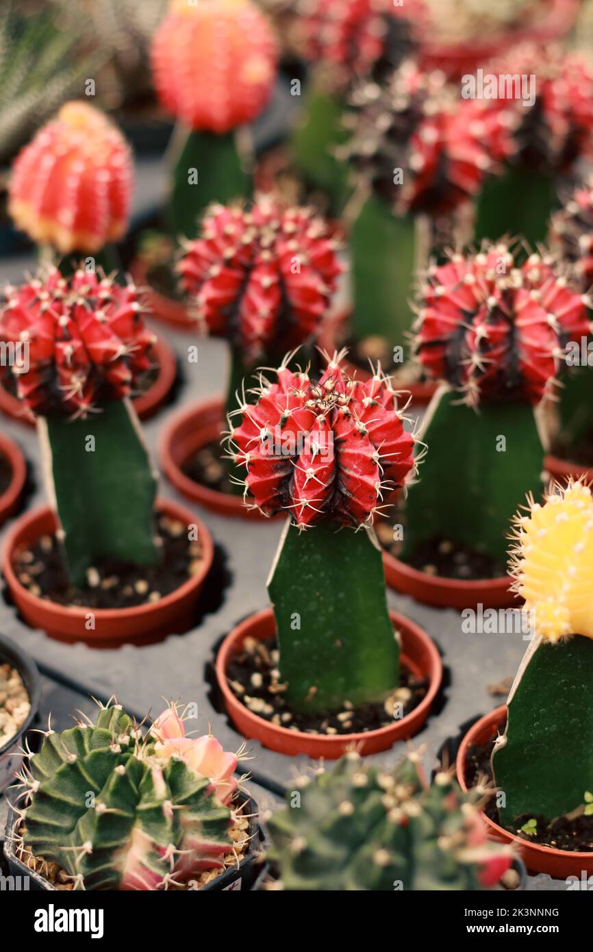 Gymnocalycium mihanovichii oder Mondkaktus, der auf gewhnlichen Kaktus  gepfropft ist, der in einem Pflanzenladen propagiert wird Stockfotografie -  Alamy
