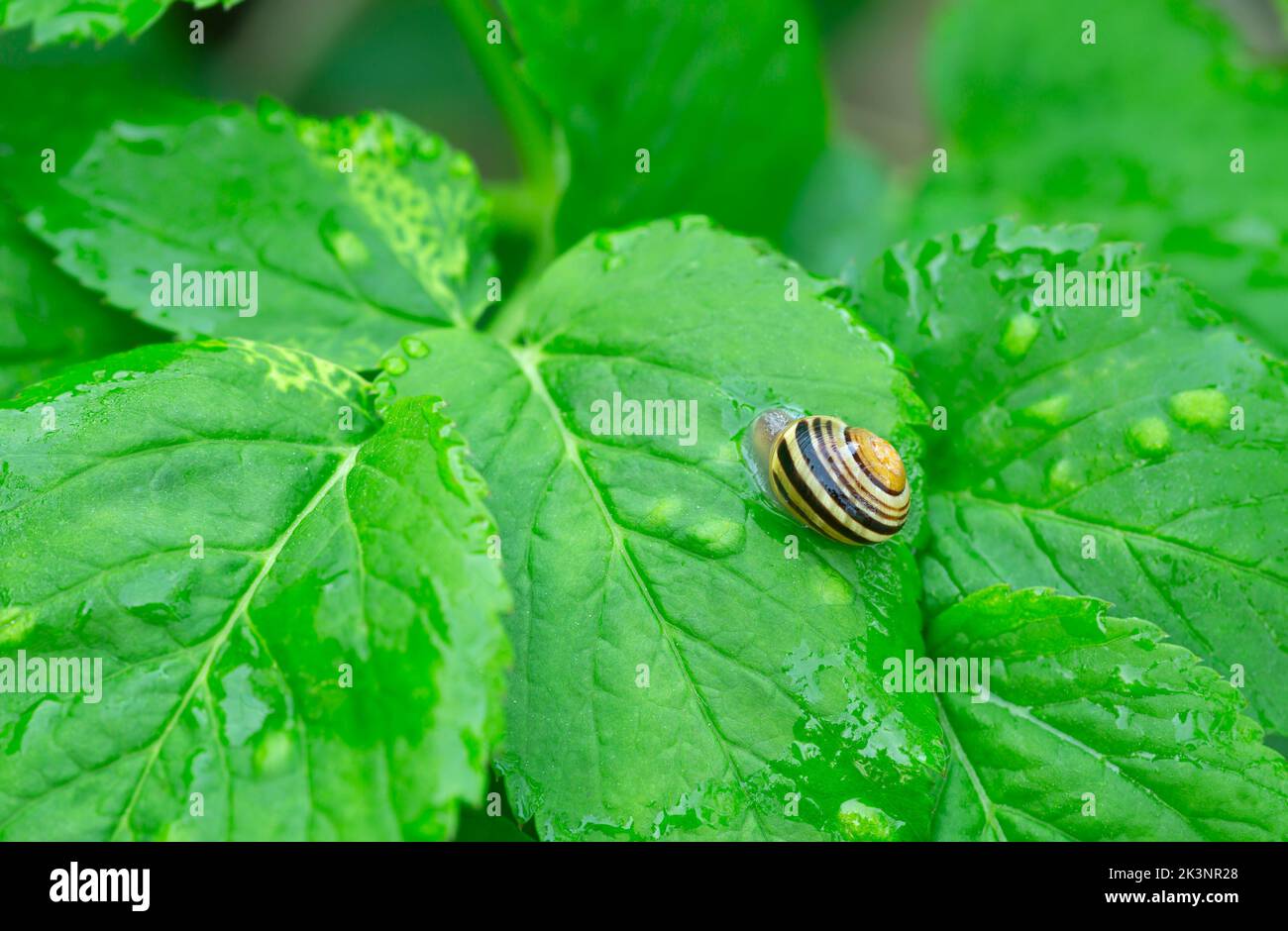 Weißlippschnecke, Cepaea hortensis auf Bodenstieler, Aegopodium podagraria-Blatt Stockfoto