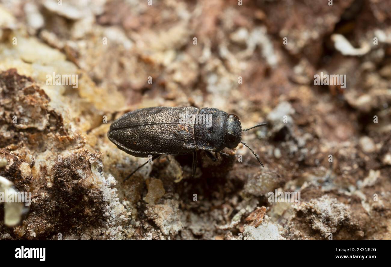 Metallischer Holzkäfer, Anthaxia quadripunctata auf Nadelrinde, Makrofoto Stockfoto