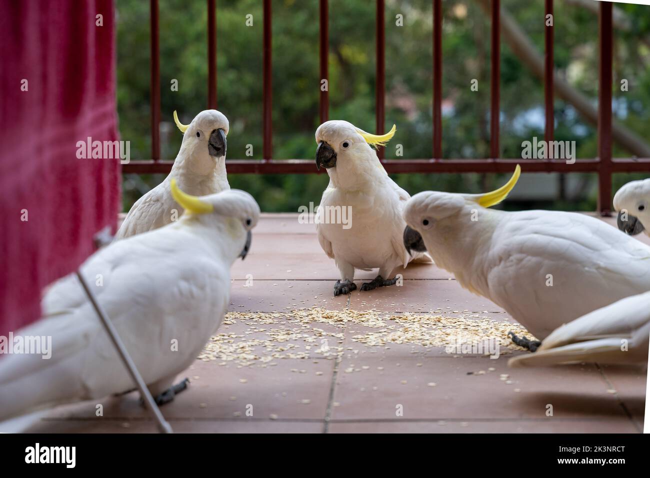Australische einheimische Kakadu-Vögel, die sich auf dem Balkon des Wohnhauses in Australien mit Getreide füttern. Konzept von Vögeln, die in städtischen Gebieten mit Menschen überleben. Stockfoto