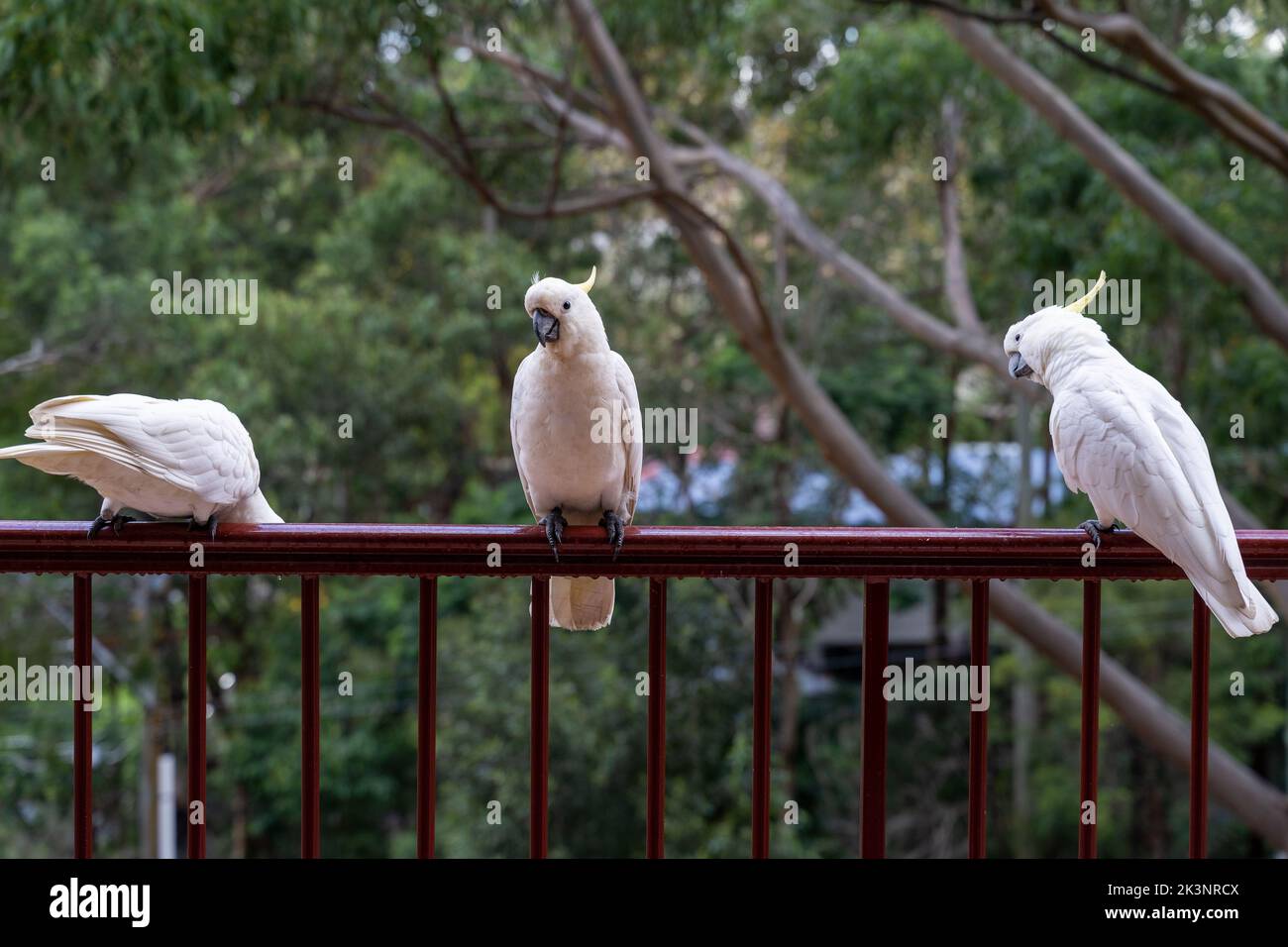 Vögel sitzen auf Geländern auf dem Balkon des Gebäudes. Konzept von Vögeln und Menschen, die sich zusammenleben. Vögel, die in menschlichen städtischen Gebieten in Australien überleben. Stockfoto
