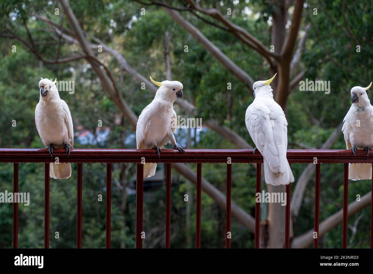 Vögel sitzen auf Geländern auf dem Balkon des Gebäudes. Konzept von Vögeln und Menschen, die sich zusammenleben. Vögel, die in menschlichen städtischen Gebieten in Australien überleben. Stockfoto