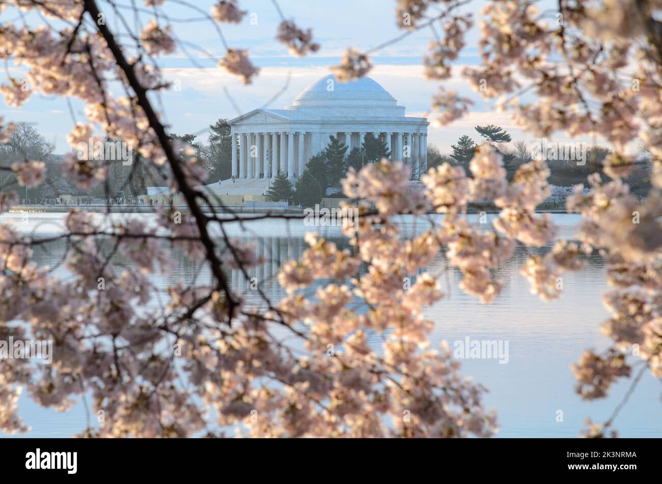 Das Jefferson Memorial während des Cherry Blossom Festivals in Washington DC Stockfoto