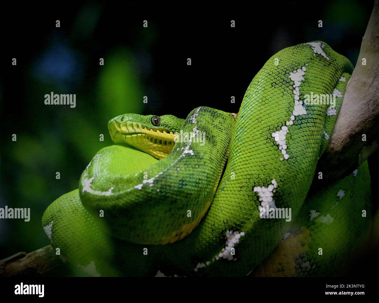 Eine Nahaufnahme einer grünen Python kroch auf den Baum Stockfoto