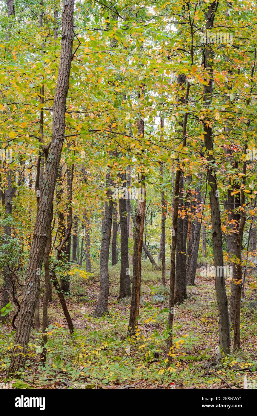 Die Wälder des Catoctin Mountain Park im Herbst, außerhalb von Thurmont, Maryland. Stockfoto