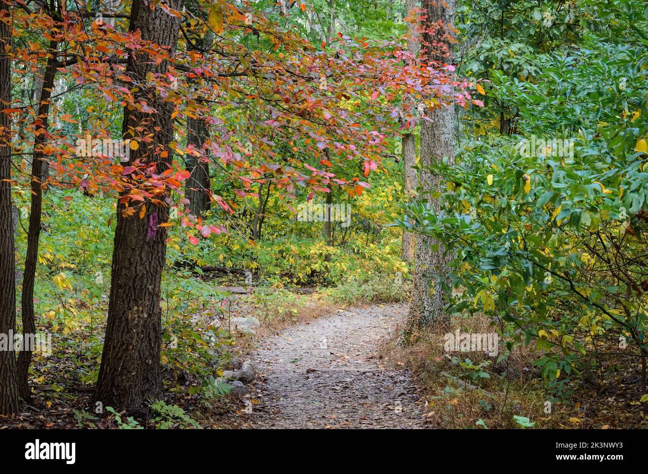 Die Wälder des Catoctin Mountain Park im Herbst, außerhalb von Thurmont, Maryland. Stockfoto