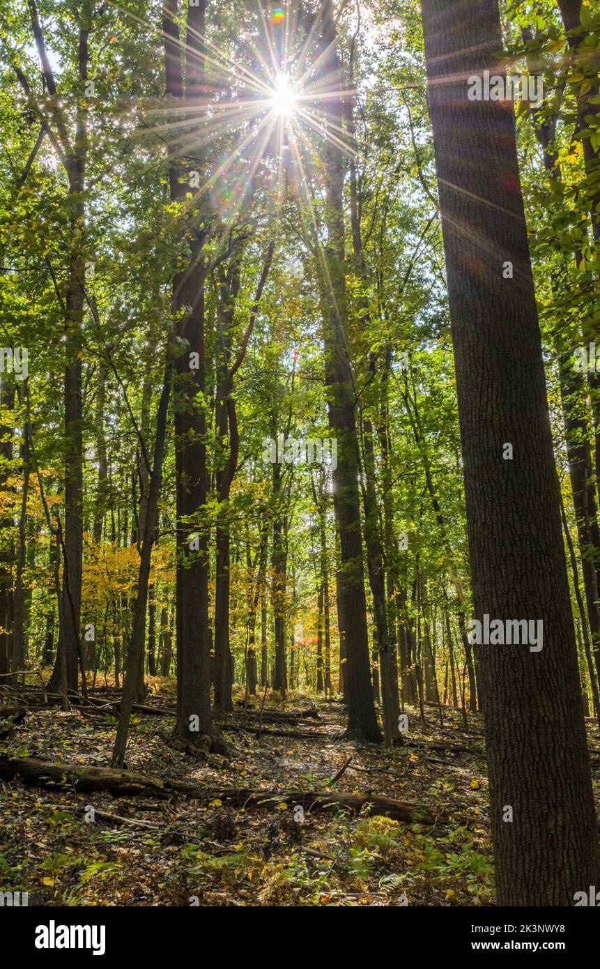 Die Wälder des Catoctin Mountain Park im Herbst, außerhalb von Thurmont, Maryland. Stockfoto