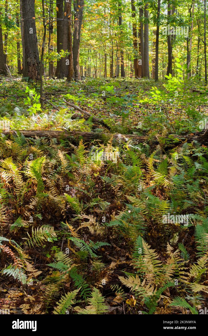 Die Wälder des Catoctin Mountain Park im Herbst, außerhalb von Thurmont, Maryland. Stockfoto