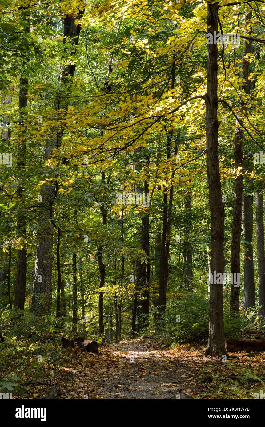 Die Wälder des Catoctin Mountain Park im Herbst, außerhalb von Thurmont, Maryland. Stockfoto
