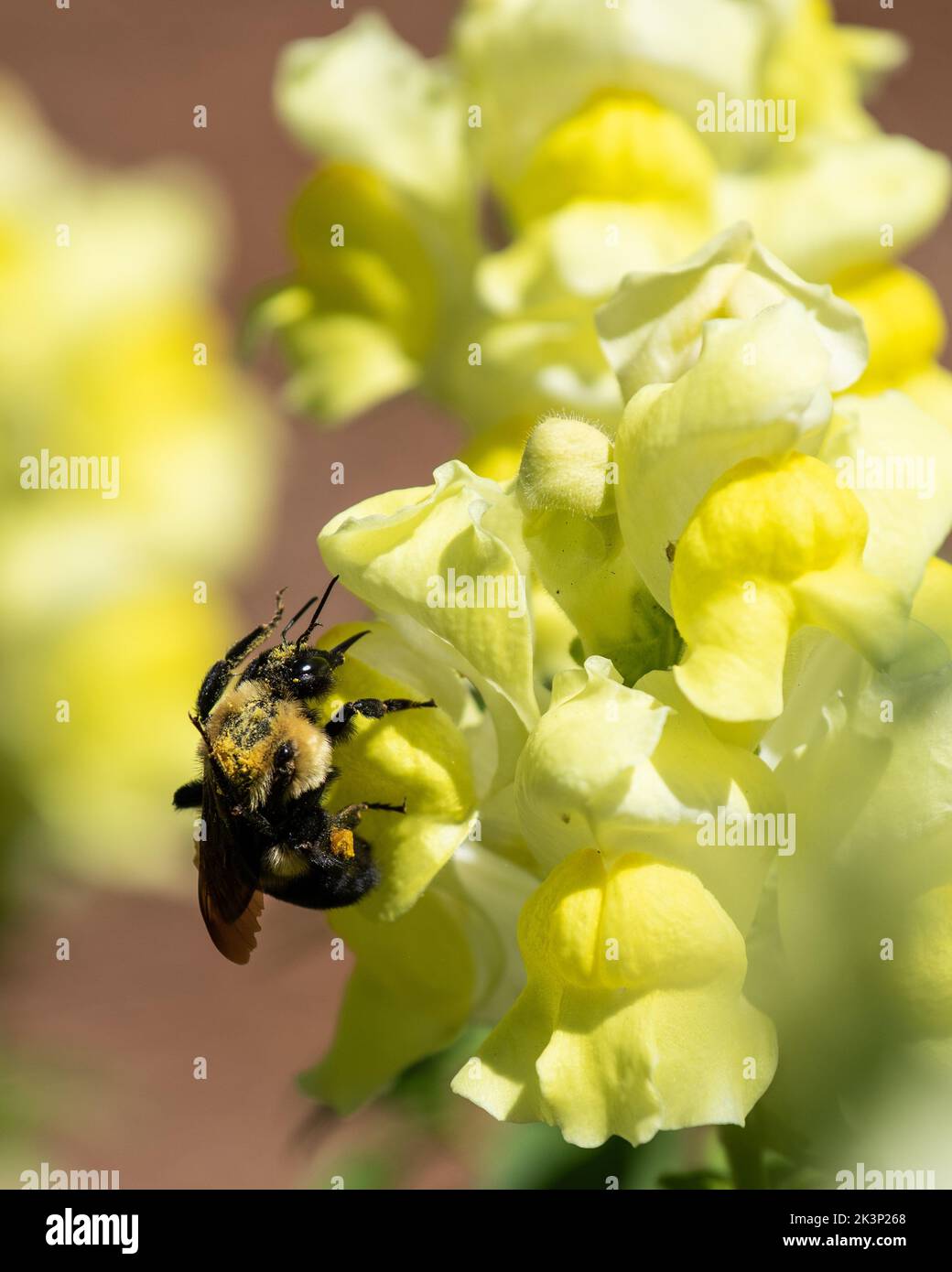 Eine Nahaufnahme einer Hummel auf einer snapdragon-Pflanze. Stockfoto