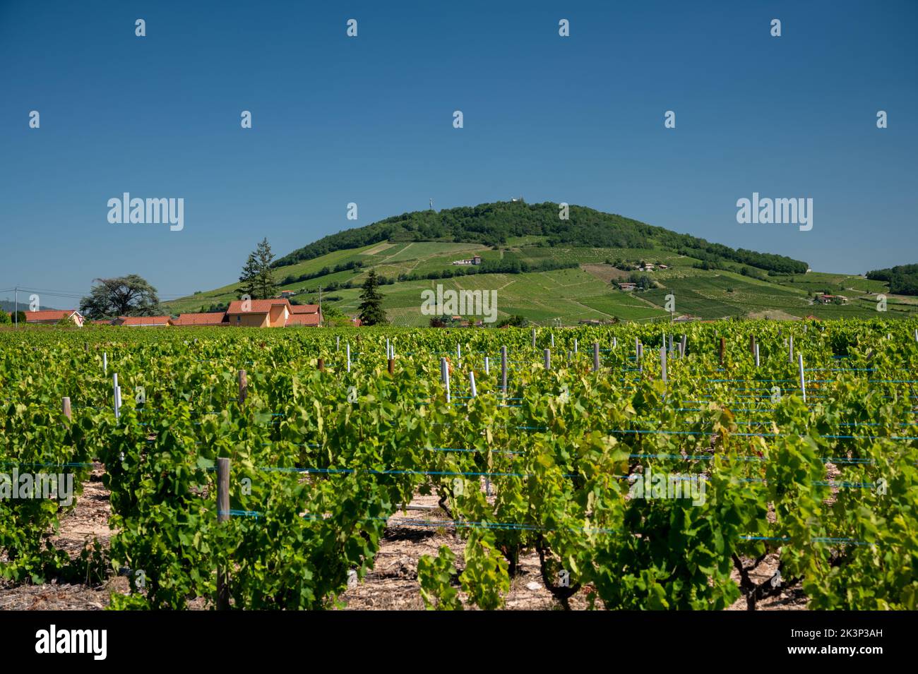 Blick auf grüne Weinberge in der Nähe von Mont Brouilly, Weinbezeichnung Côte de Brouilly beaujolais Weinanbaugebiet entlang der Beaujolais Weinstraße, Frankreich Stockfoto