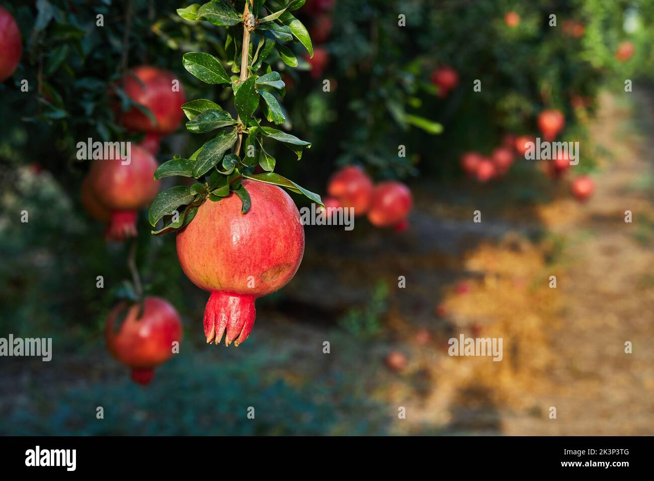 Granatapfel auf der Granatapfelplantage in der Erntezeit, in den Strahlen der Morgensonne. Hässliche Früchte, hässlicher Granatapfel Stockfoto