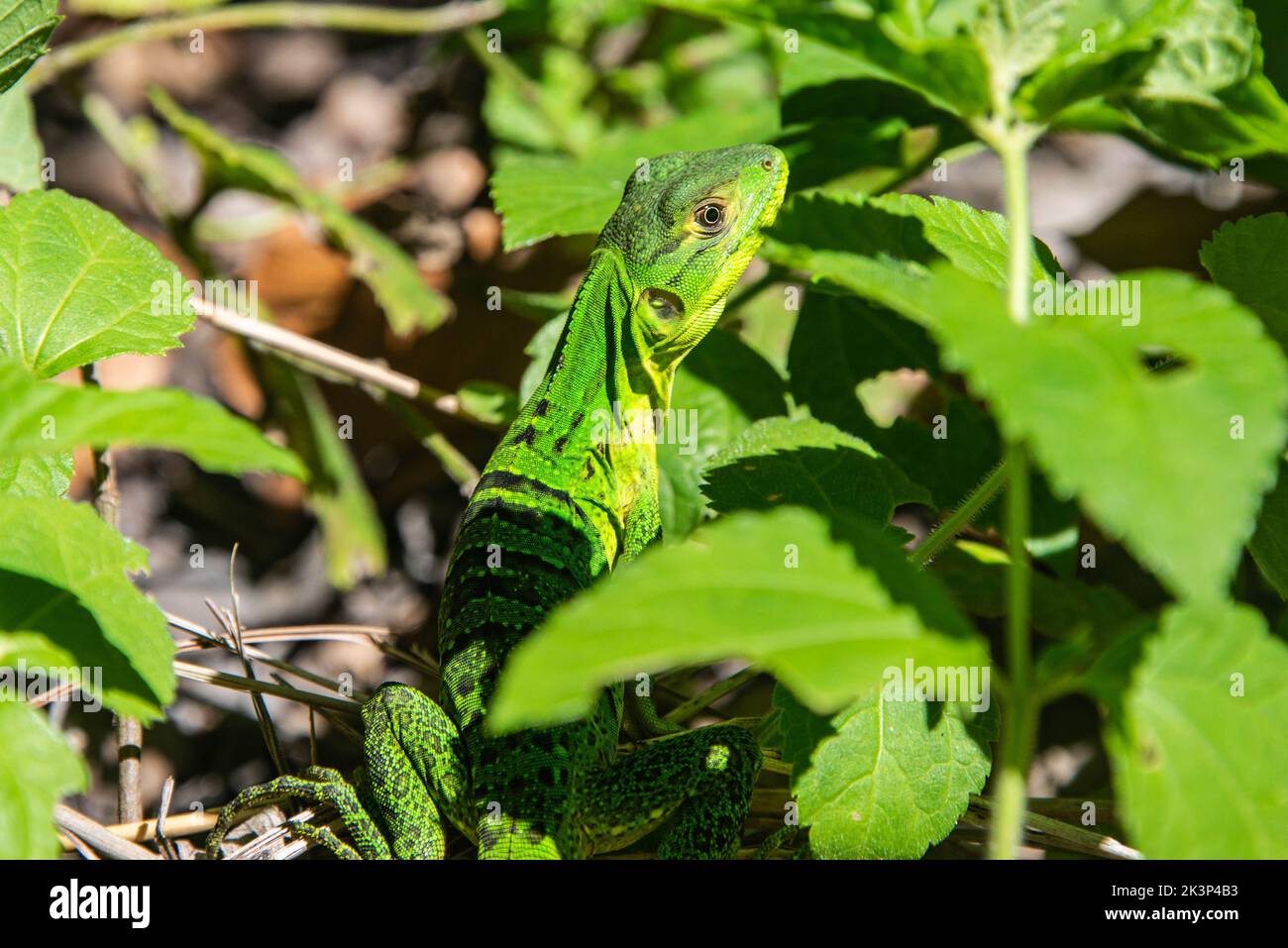 Gemeine Basiliskeneidechse (Basiliscus basiliscus), Rincon de la Vieja Nationalpark, Guanacaste, Costa Rica Stockfoto