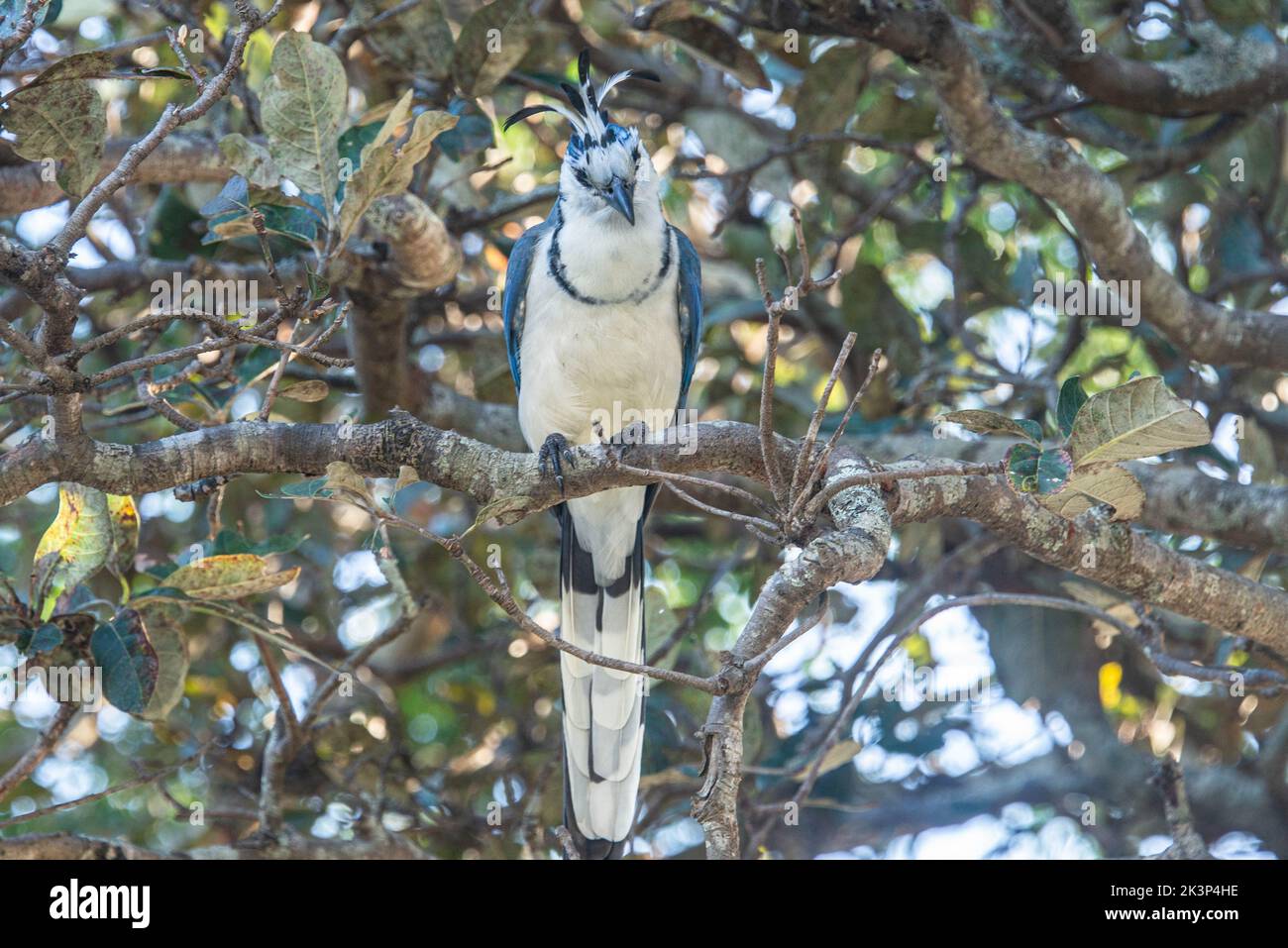 Blaue Elster-Jay in einem Apfelbaum in Costa Rica Stockfoto